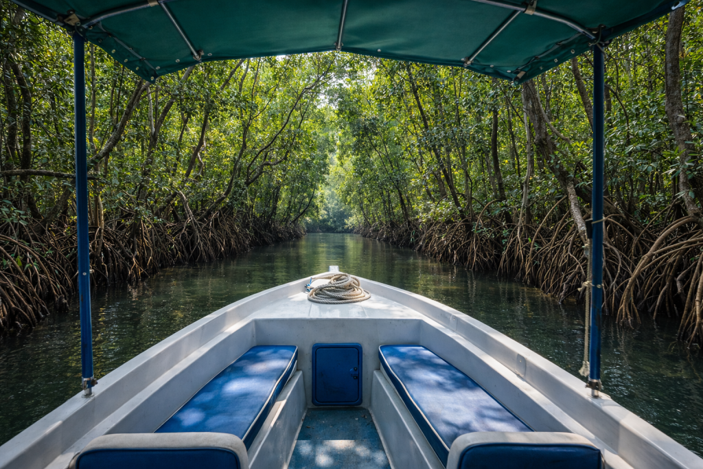 Mangrove boat ride included in extended ferry itineraries